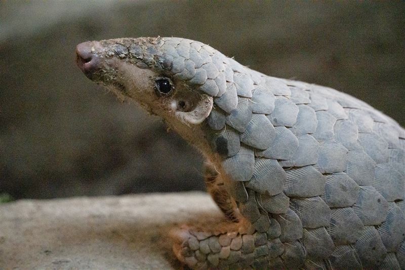 多年來不少動物在台北市立動物園出生、生活及老去,圖為穿山甲「果然翁」。(圖/台北市立動物園提供)