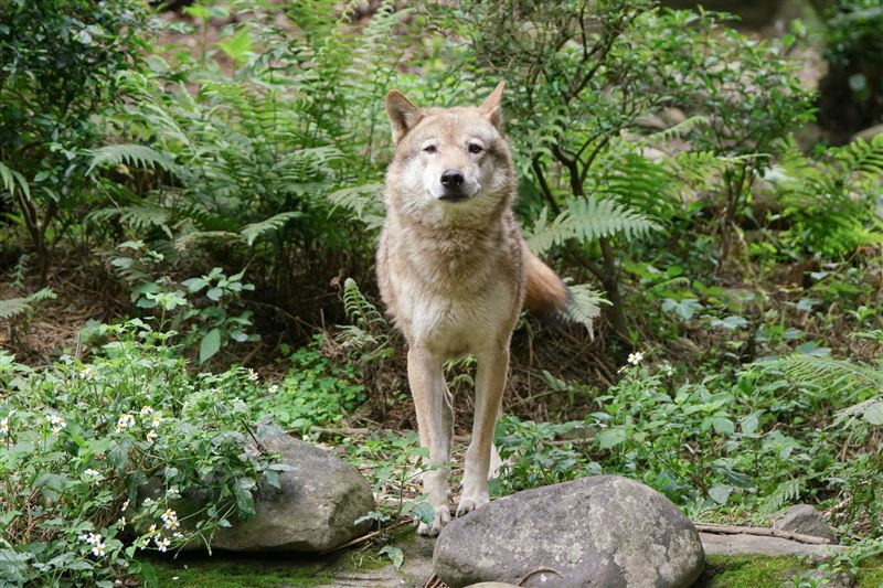 多年來不少動物在台北市立動物園出生、生活及老去,圖為灰狼「沃夫」。(台北市立動物園提供/詹德川攝影)