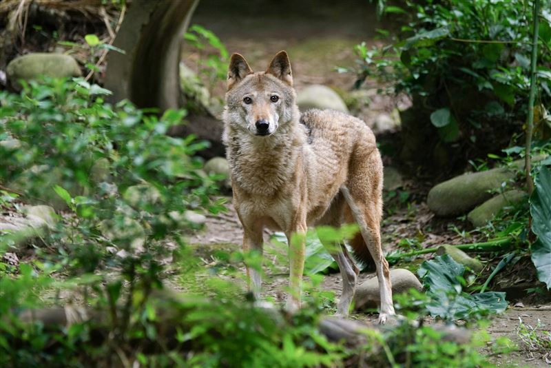 多年來不少動物在台北市立動物園出生、生活及老去,圖為灰狼「蘿拉」。(台北市立動物園提供/詹德川攝影)