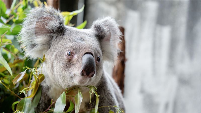 北市動物園慰靈祭　追思離世大明星逼哭人