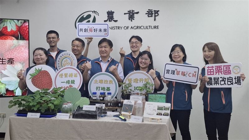 農業部苗栗區農業敢量場整合相關單位組成「草莓技術服務團」,推動草莓栽培管理IPM(病蟲害整合管理)技術全面升級為ICM(作物整合管理)技術。(圖/記者周佩怡攝影)