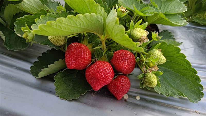 草莓一斤狂飆700元 農改場曝這時買最便宜