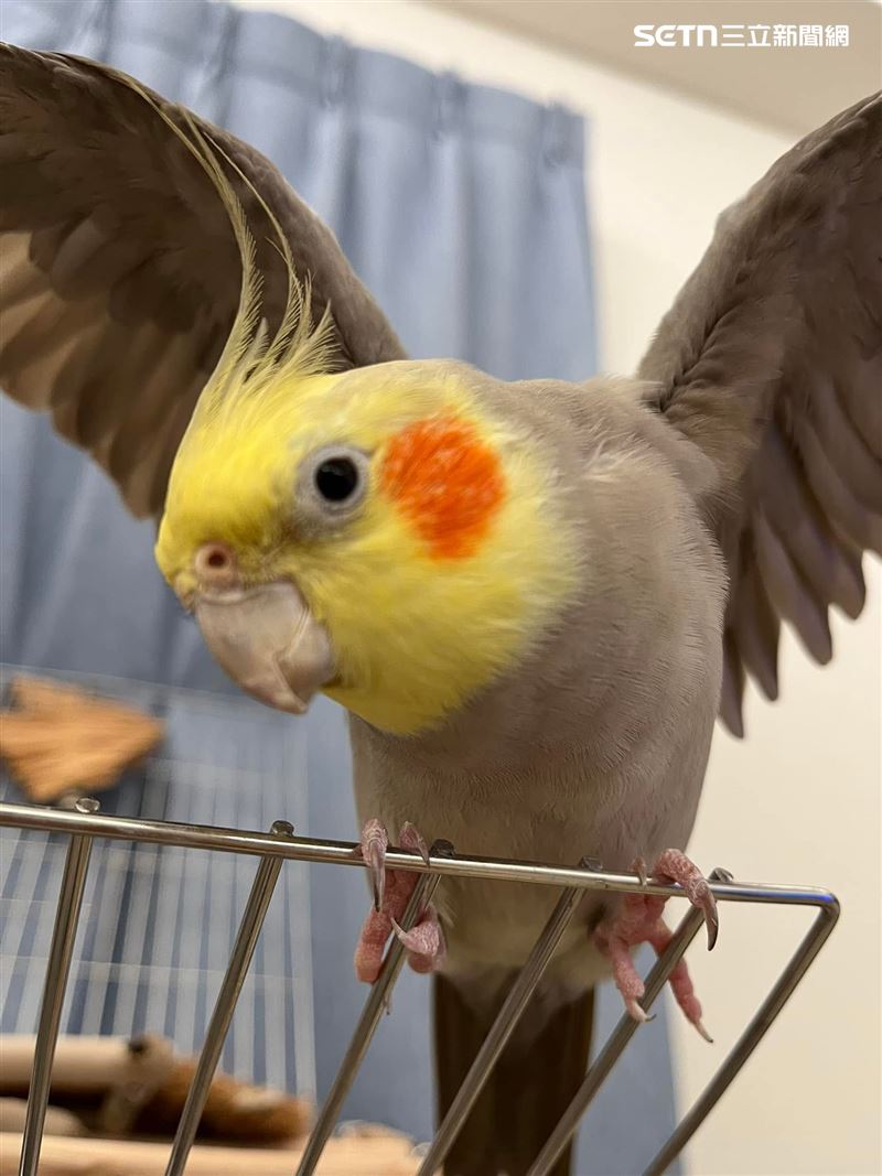 懸賞6萬找愛鳥!嘉義女洗鳥籠一閃神「玄鳳鸚鵡」飛了:只求牠回家。(圖/郭小姐提供)