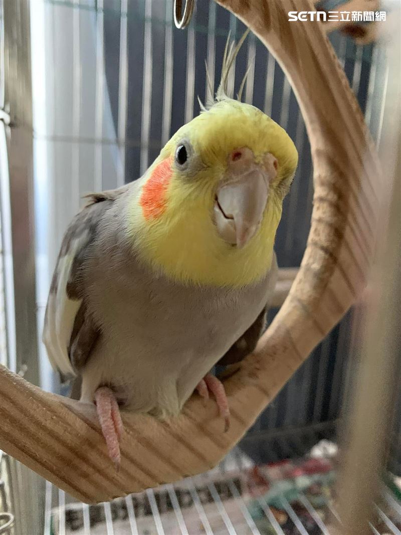 懸賞6萬找愛鳥!嘉義女洗鳥籠一閃神「玄鳳鸚鵡」飛了:只求牠回家。(圖/郭小姐提供)