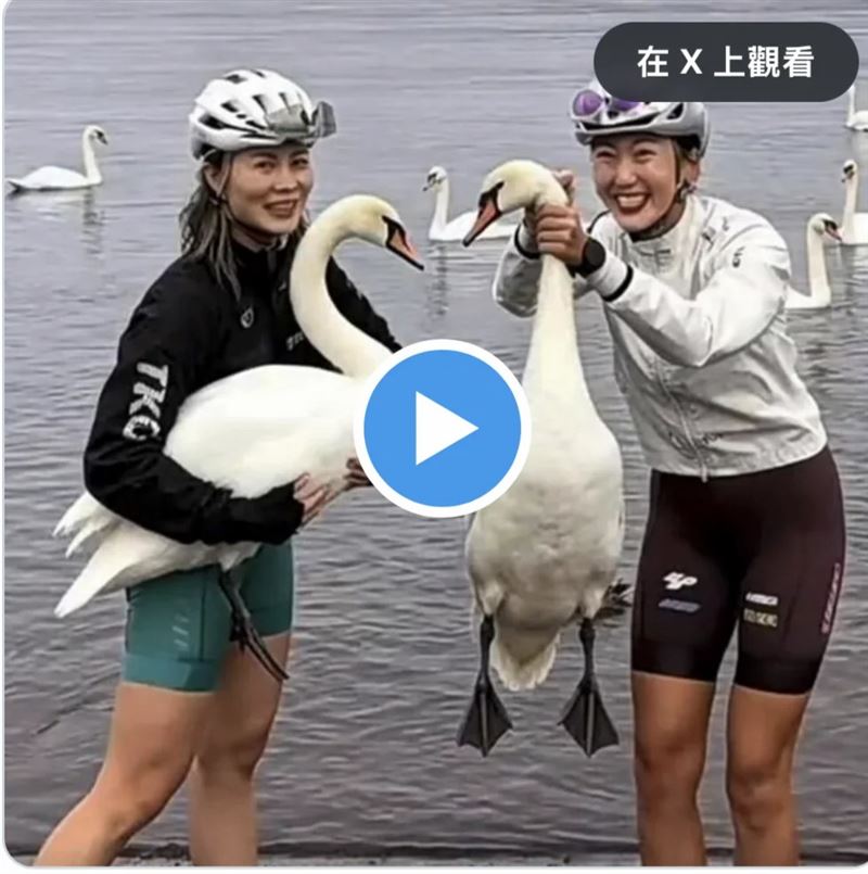 有2名中國遊客在富士山山中湖畔追逐並動手掐住野生天鵝的脖子擺拍,引發大批網友群起撻伐。(翻攝自X@ryujin_ari9)