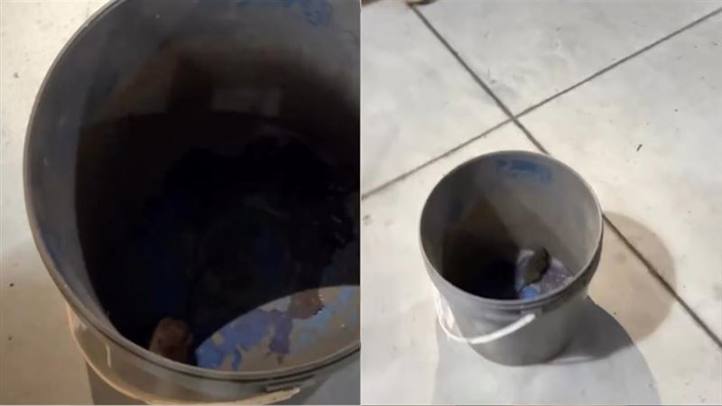 大巨蛋週末即將舉辦U18國際賽事，鼠患問題再度引發爭議。（組合圖／翻攝自Threads@kawai_1023）