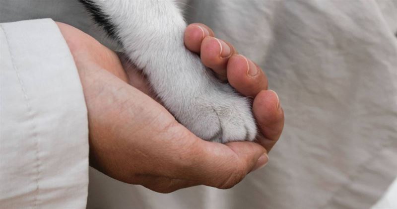 美國一名飼主將高齡19歲的病重愛貓送到診所進行安樂死與火化,未料18個月後竟發現愛貓竟還活在世上。(示意圖/取自pexels)