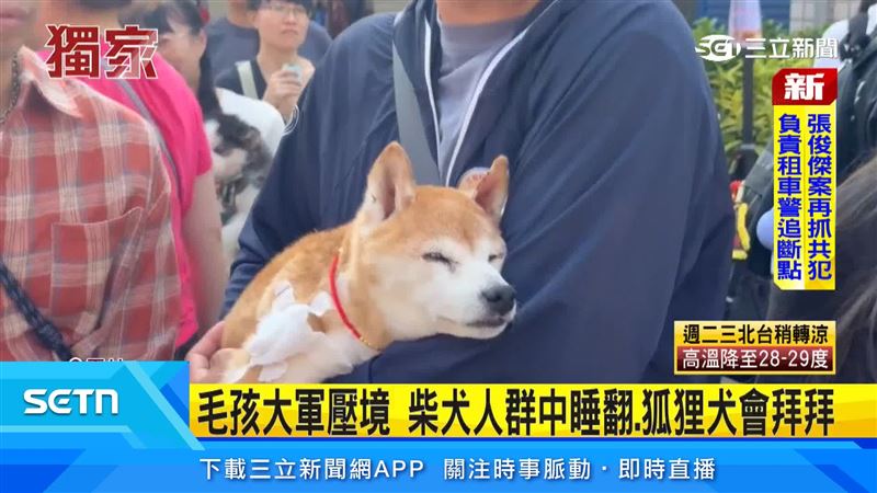 北港義民廟遶境,近百組飼主帶毛孩參加,要來沾沾福氣