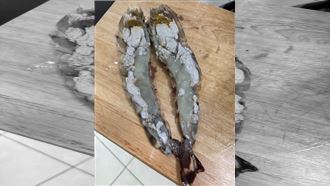 虎蝦切開驚見「豆腐渣」　網驚：可以吃？