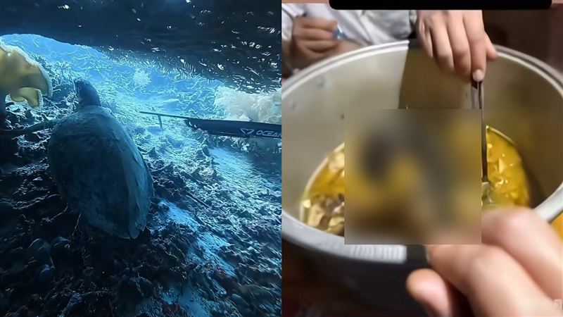 中國潛水教練射殺海龜吃下肚！影片曝網怒