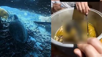 中國潛水教練射殺海龜吃下肚！影片曝網怒