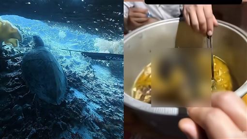 中國潛水教練射殺海龜吃下肚！影片曝網怒