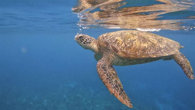 中國男子印尼潛水獵海龜烹食惹眾怒