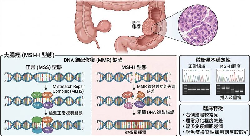 經完整病理及基因檢測確認,患者正好屬於高免疫反應族群,適合接受免疫治療。(圖/台中市立老人復健綜合醫院)