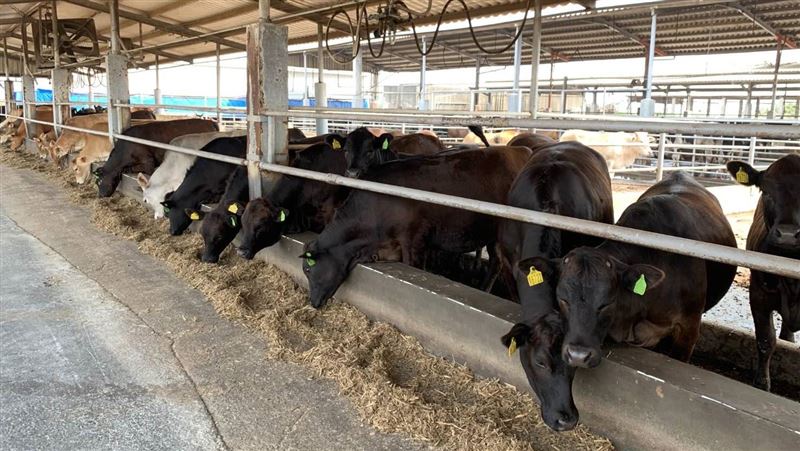 國產牛肉大升級 混血安格斯牛 肉質更嫩