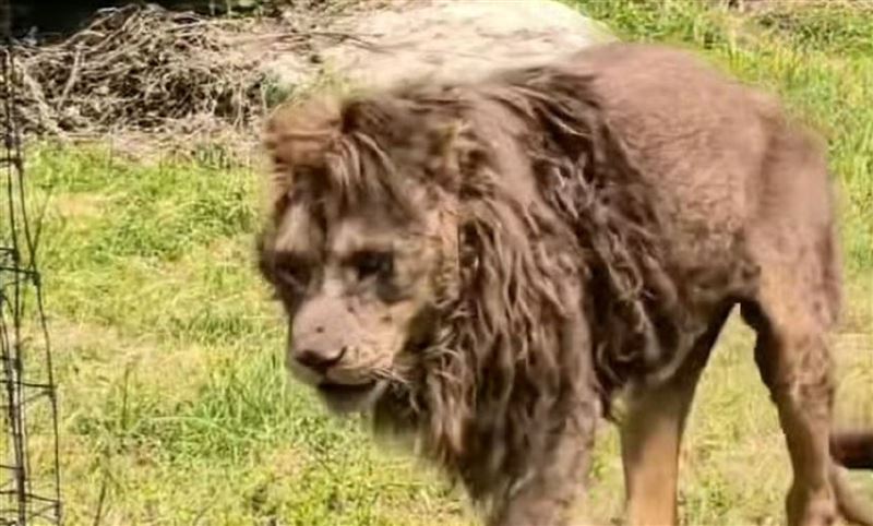 中國山東菏澤動植物園「紙片獅」畫面瘋傳。（翻攝自微博）