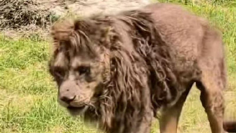 這是百獸之王？動物園「紙片獅」畫面瘋傳