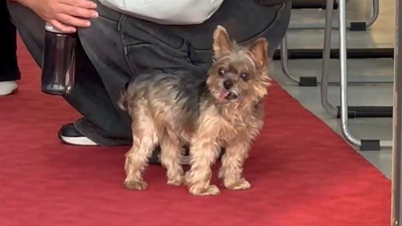 護理師生前飼養十多年的愛犬「可樂」現身告別式現場,默默送主人最後一路(圖/翻攝畫面)