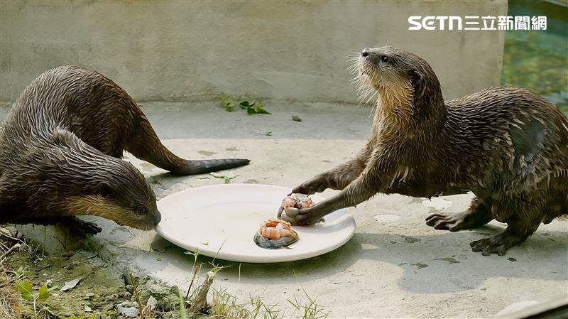 小爪水獺享用專屬「海鮮月餅」,以牠們喜愛的鮮蝦、魚製作,頑皮世界中秋節也跟著大啖應景美食。(圖/頑皮世界提供)