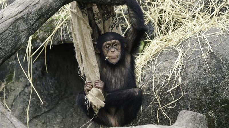 動物脫逃絕技大盤點：挖洞、跳水樣樣來！