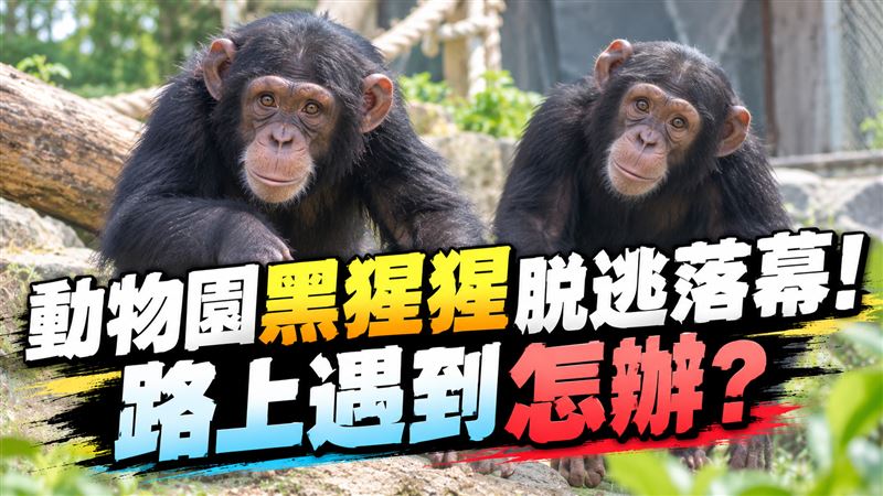 遇黑猩猩該對決？專家笑「55開」最好不要