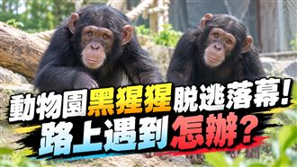 遇黑猩猩該對決？專家笑「55開」最好不要