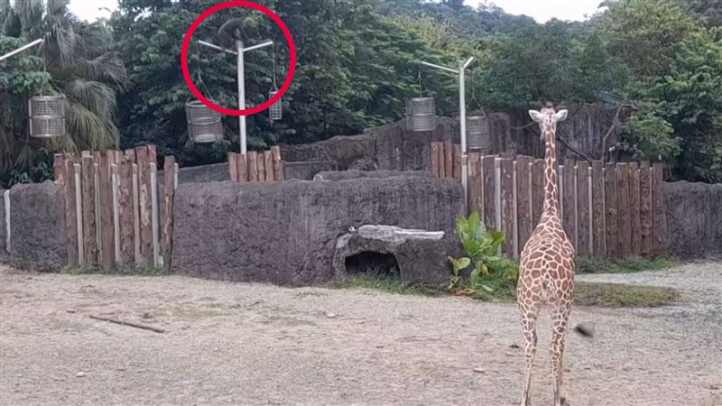 台北市立動物園的黑猩猩脫逃,嚇得一旁長頸鹿先愣住,隨後拔腿狂奔。(圖/翻攝自Threads @gn00175179 授權提供)