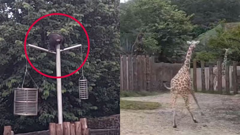北市動物園猩猩逃獄！「牠」嚇狂奔畫面曝