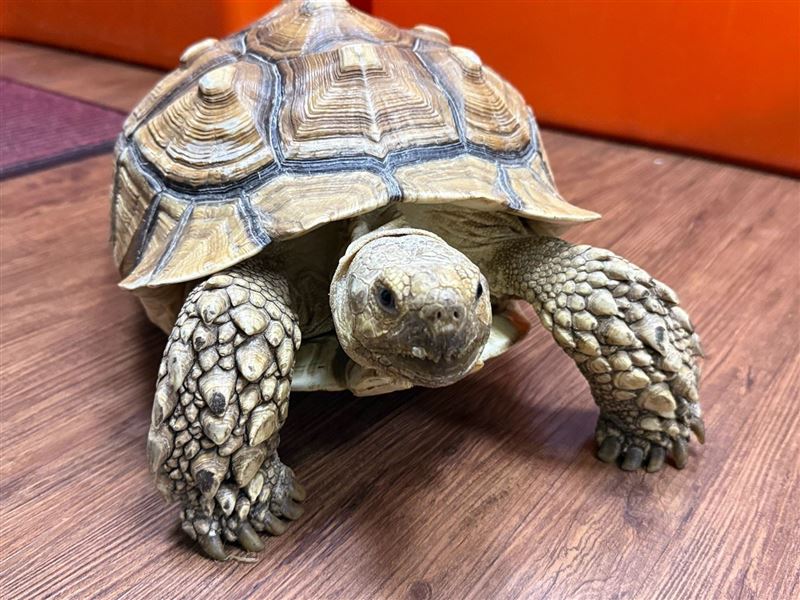 桃園市動物保護處提醒,認養特殊寵物須年滿18歲、設籍桃園,並完成生命教育課程;部分指定物種還需書面審核及家訪。(示意圖/翻攝自桃園市動物保護處)