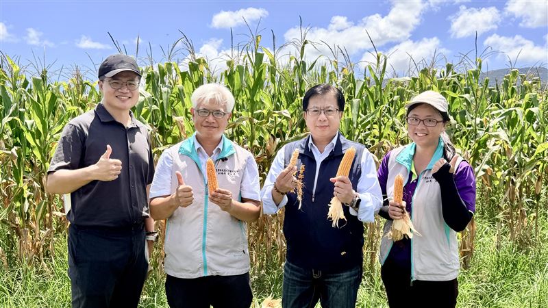 農業部花蓮改良場建立災後復耕試驗示範田，透過實地試作找出適合受災農地的生產模式。（圖／農業部提供）