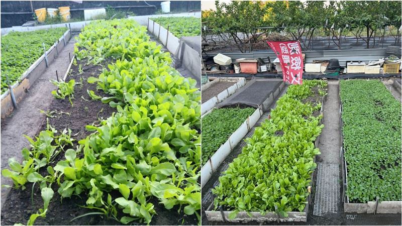 竊賊偷拔路邊蔬菜！里長急喊：絕對不能吃
