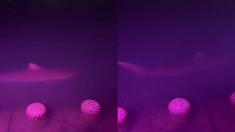 釜山親水公園驚傳有鯊魚出沒。(圖/取自X@TheStagney)