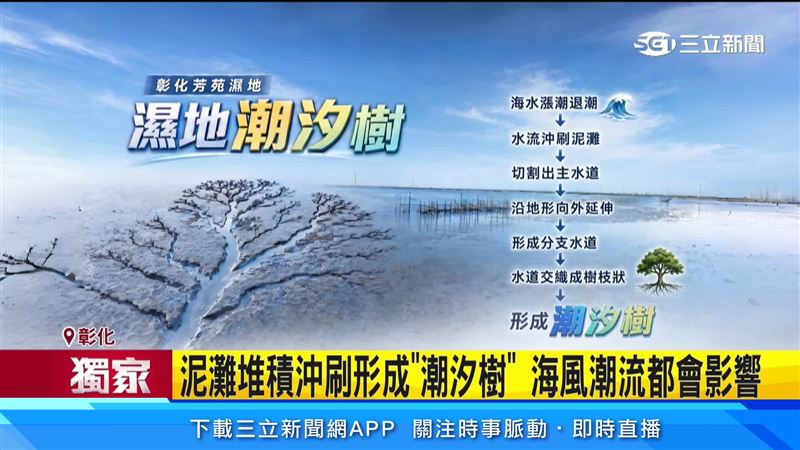 潮間帶退潮後,泥灘受潮汐、海風與泥沙交互作用,從高空俯瞰形成罕見「潮汐樹」,成為難得一見的天然奇景