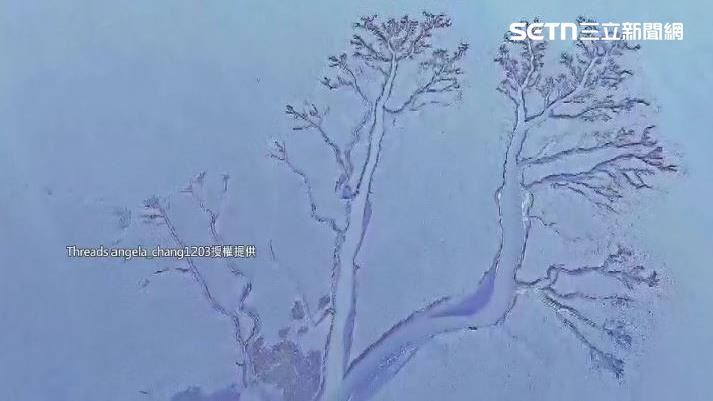 獨/芳苑泥灘見「潮汐樹」 退潮奇景曝光