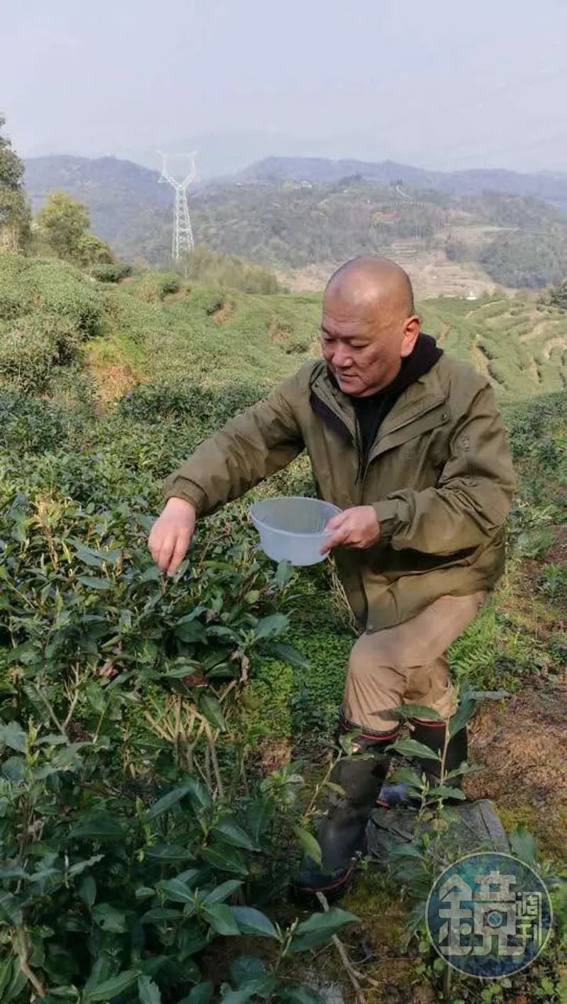 黃先生在福鼎向當地村委租用土地來經營白茶茶園已近20年。(圖/鏡週刊/讀者提供)