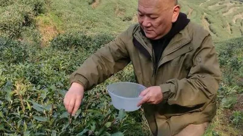 吃泡麵逃死劫　茶園遭沖毀20年心血歸零