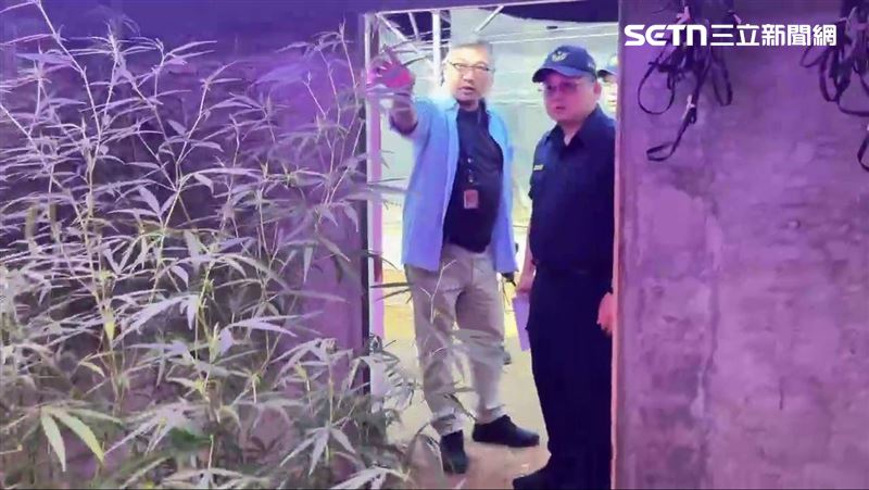 曾姓父子檔找來失聯移工在石門山區種植大麻遭逮。(圖/翻攝畫面)
