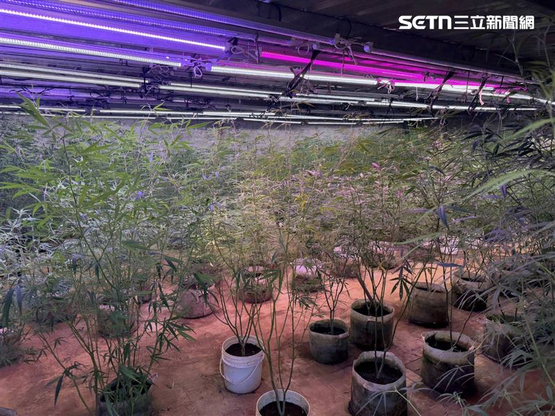 曾姓父子檔找來失聯移工在石門山區種植大麻遭逮。(圖/翻攝畫面)