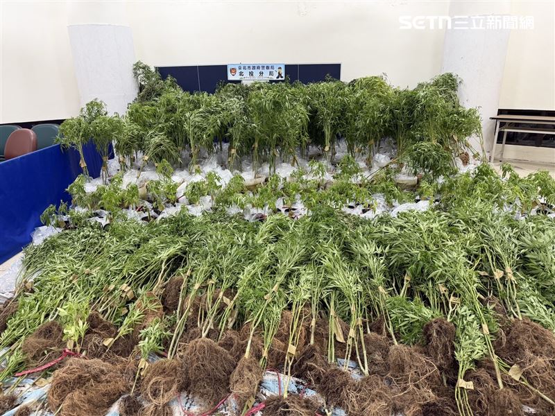 曾姓父子檔找來失聯移工在石門山區種植大麻遭逮。(圖/翻攝畫面)