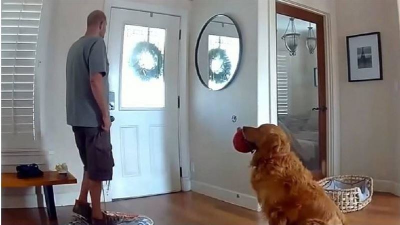 黃金獵犬遇闖空門小偷　不吠還叼玩具邀玩