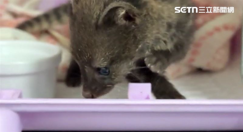 草叢驚見保育類動物 "麝香貓寶寶"萌翻眾人