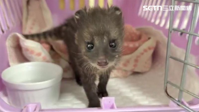 草叢撿到「超萌幼崽」！竟是二級保育類