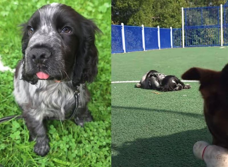 15週大的可卡幼犬約斯塔因罹患罕見猝睡症與猝倒症，心情太興奮時會突然失去肌肉控制而倒地。（翻攝自抖音/@thecockerspanielpuppy）