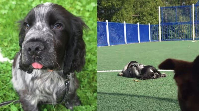可卡幼犬嗨過頭突昏倒　竟是罕見猝睡症