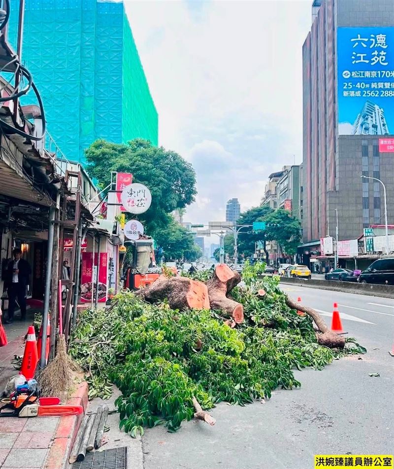 洪婉臻踢爆,金山南路一段、東門市場附近茄苳樹被「誤砍」,鋸成一段一段(圖/洪婉臻辦公室提供)