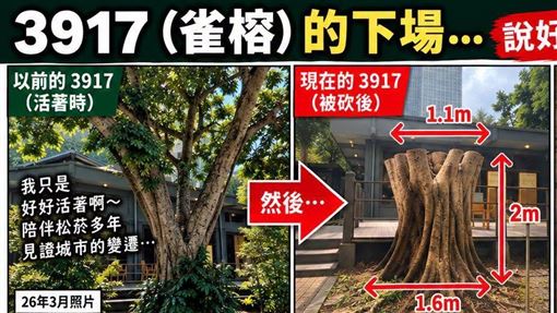 矢板明夫揭露，北市2024至2025年間砍伐近4600棵樹，數量呈現倍數成長，其中松菸旁編號3917號的受保護雀榕，更在程序疑雲下火速遭砍。（圖／翻攝自「矢板明夫俱樂部」臉書）