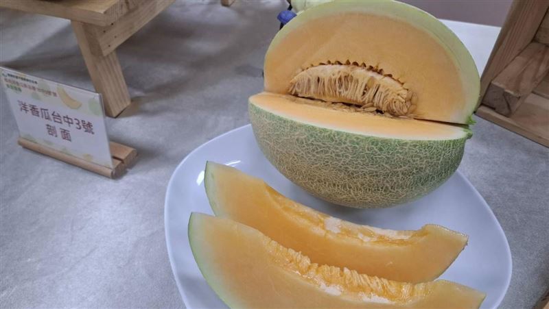 洋香瓜網紋粗越甜迷思破解　新品種這時吃