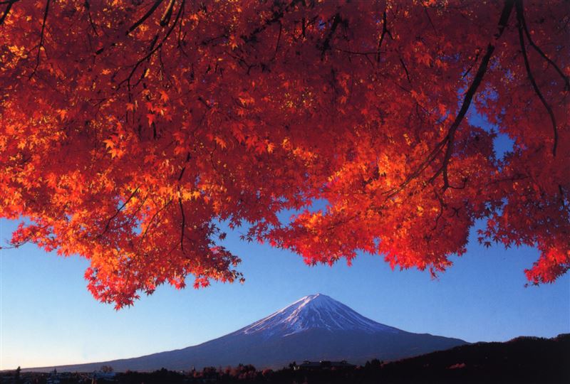 河口湖秋天楓葉轉紅,一次欣賞紅葉和富士山美景。(圖/飯店旅宿業者提供)