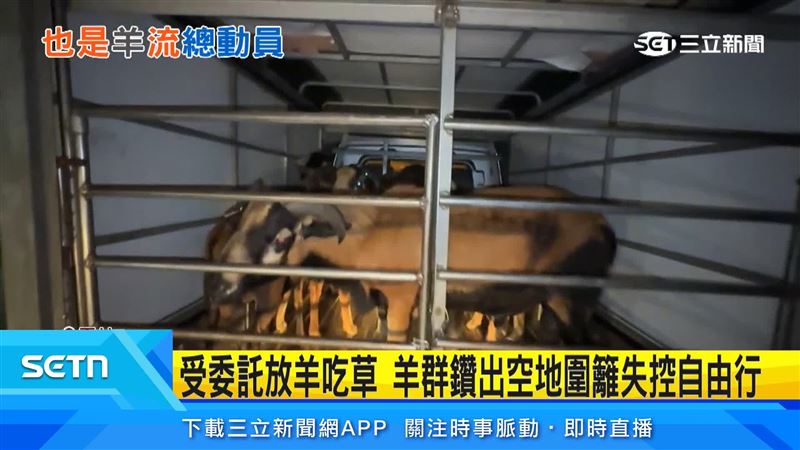 居民緊急出動化身牧羊大隊,從追羊、抓羊到把羊趕回車上,意外體驗了一晚牧羊人生活