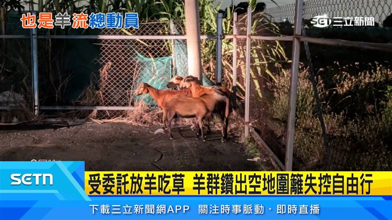 雲林13隻山羊晚間集體「暴走」跑上馬路,這群山羊是來幫忙吃草除草,沒想到雜草還沒吃完,先上演一場失控自由行